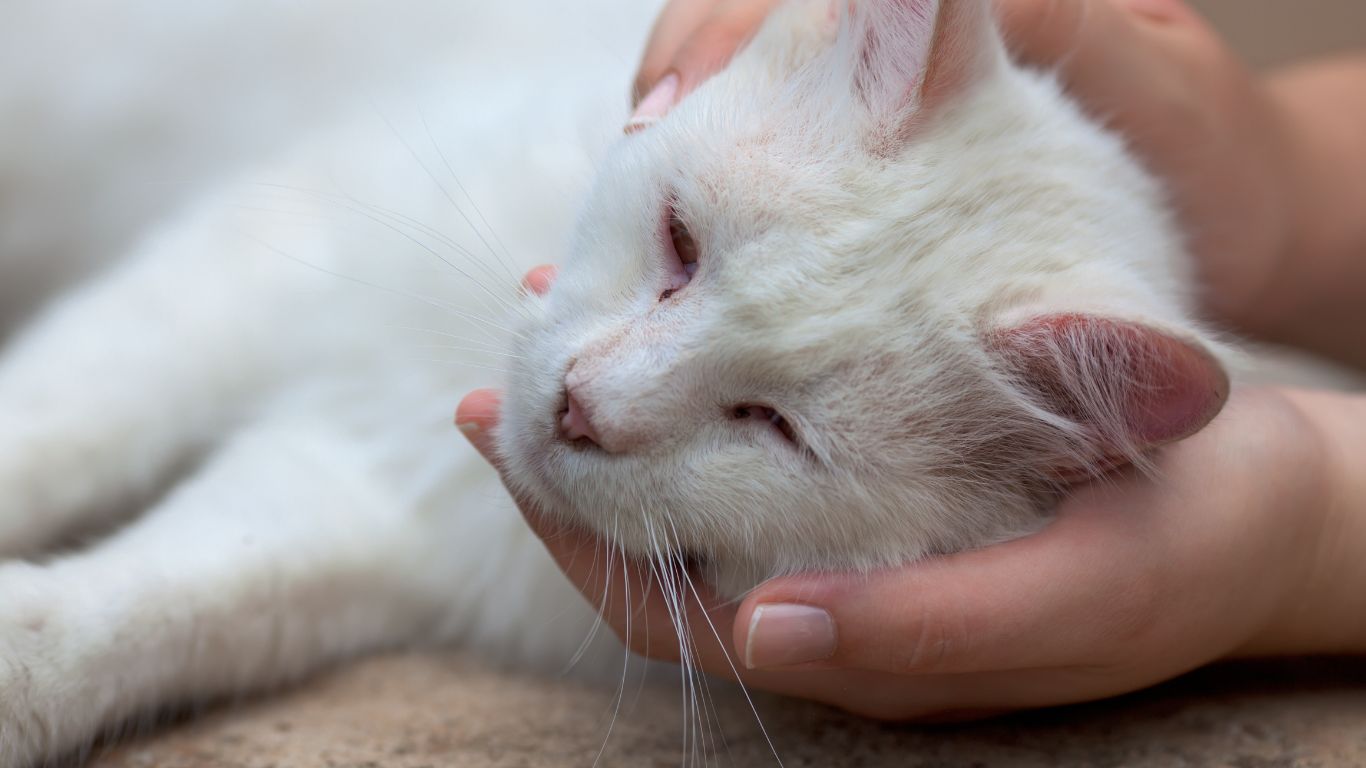 sida felino