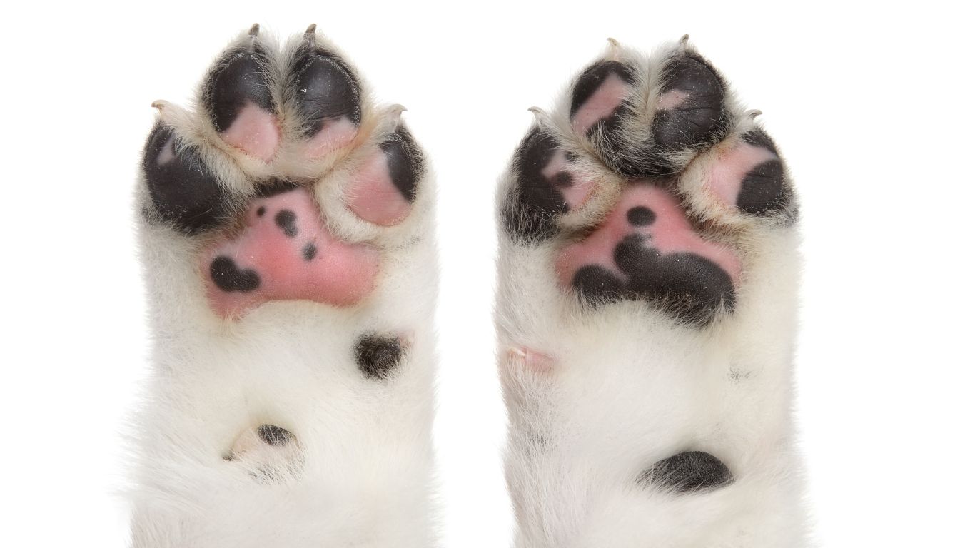 patas de gato