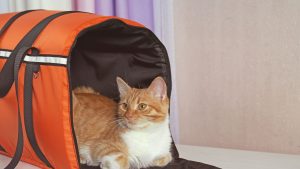 Como llevar a tu gato a la clínica