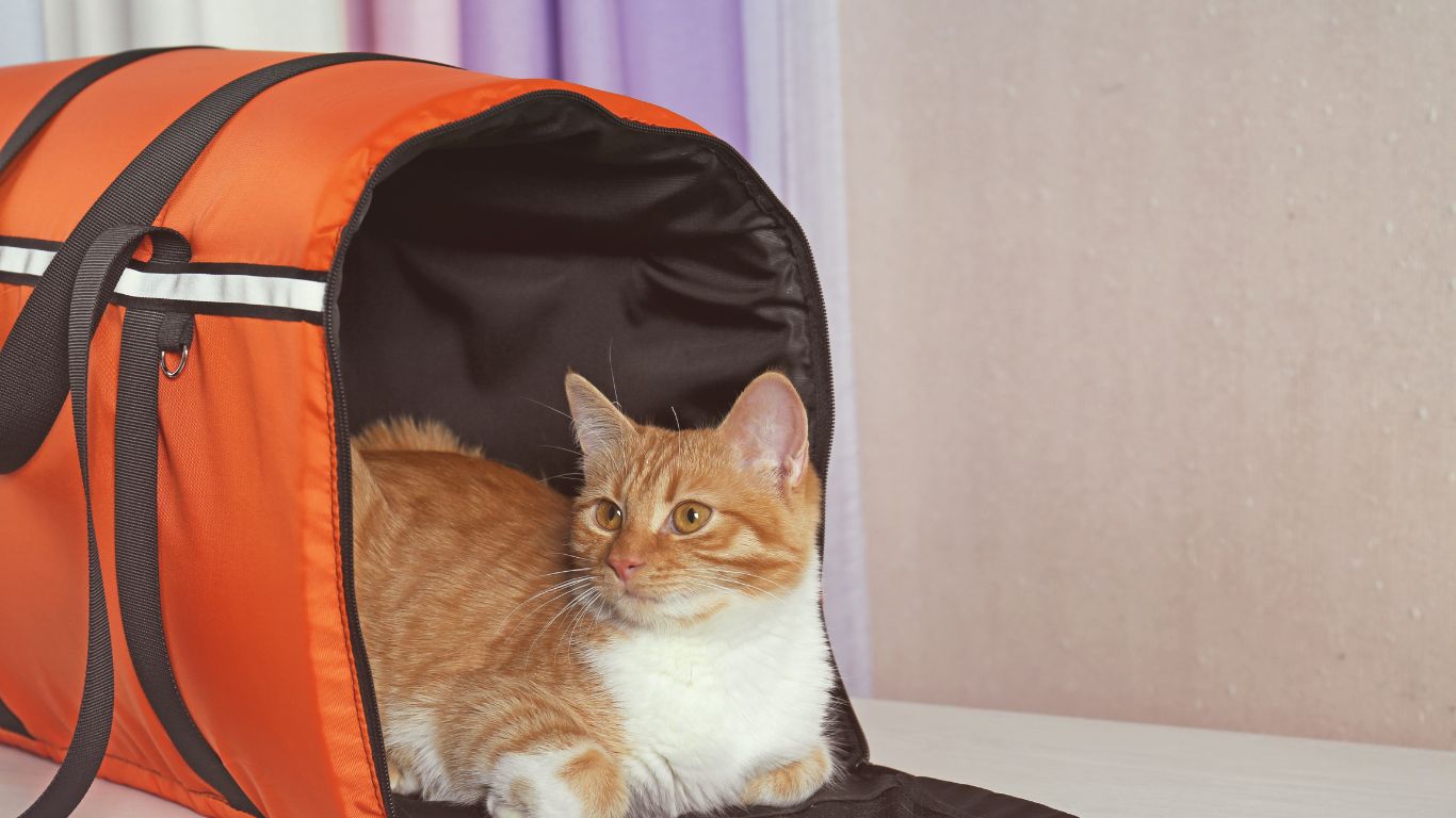 Como llevar a tu gato a la clínica